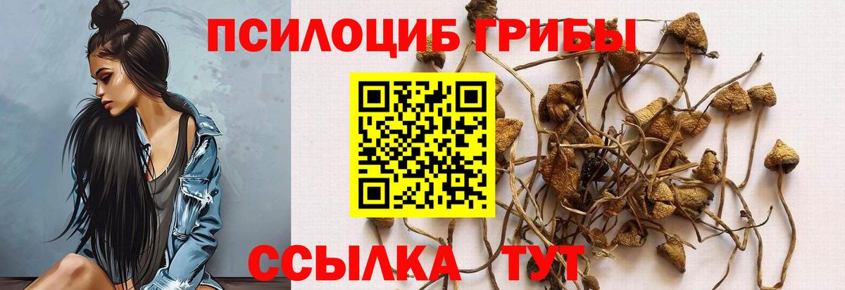 Псилоцибиновые грибы Psilocybine cubensis Кропоткин